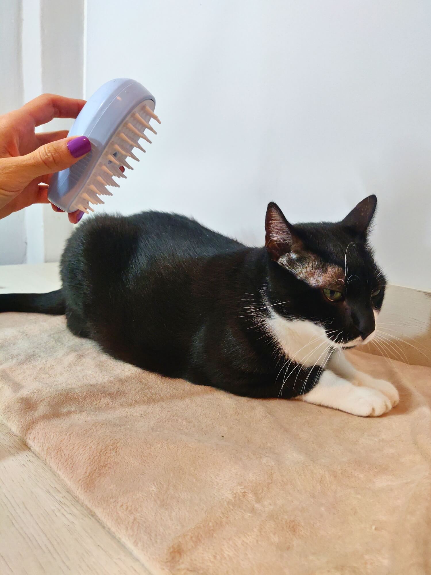 Cepillo de vapor - Azul